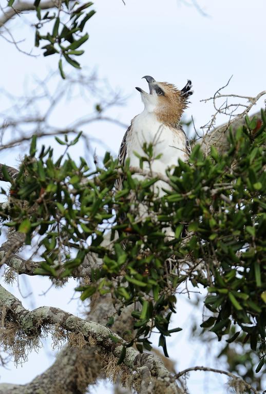 Отель Kulu Safaris Яла Экстерьер фото