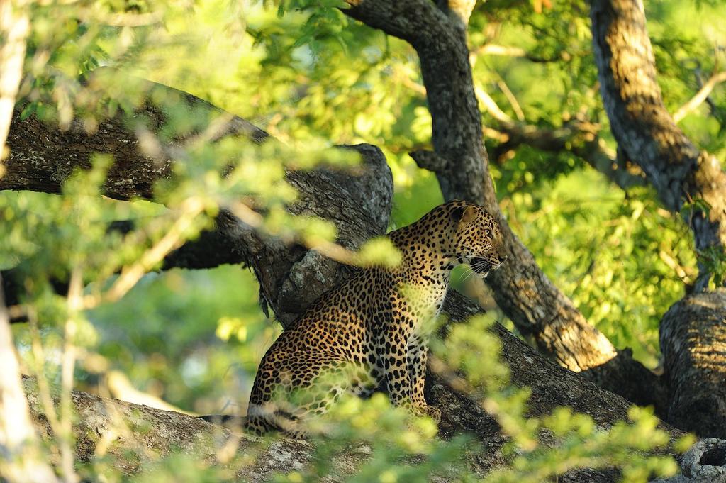 Отель Kulu Safaris Яла Экстерьер фото